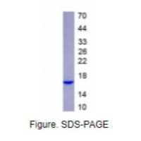 白介素5(IL5)重组蛋白(小鼠)