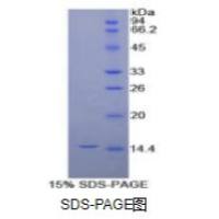 白介素8(IL8)重组蛋白(犬)