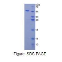 白介素3(IL3)重组蛋白
