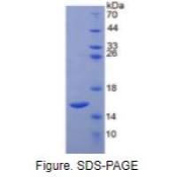 白介素4(IL4)重组蛋白（鸡）