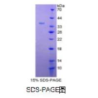 白介素4(IL4)重组蛋白（大鼠）