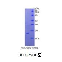 白介素1α(IL1a)重组蛋白(兔)