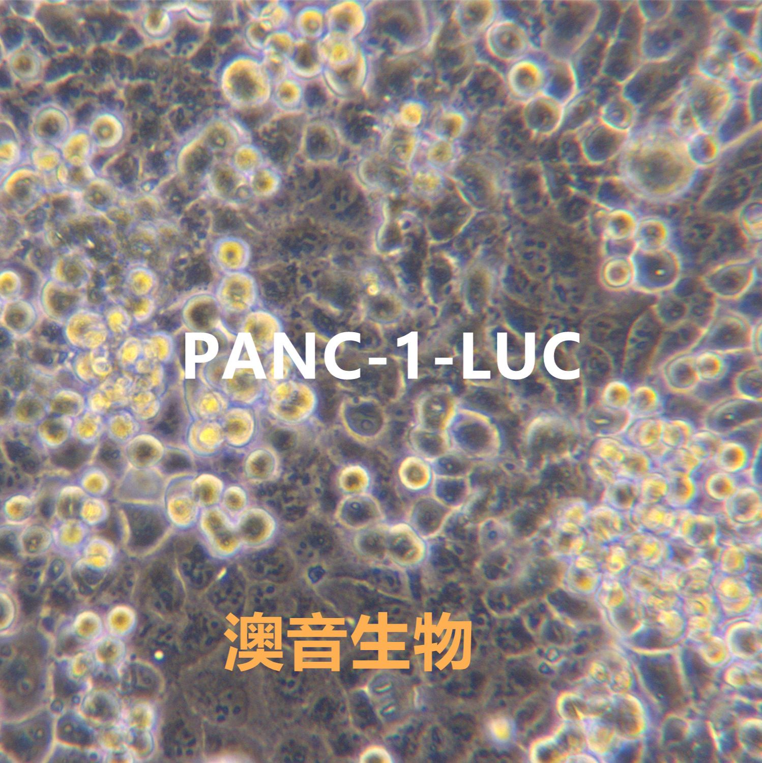 PANC-1-LUC[PANC-1/LUC]萤火虫荧光素酶标记的胰腺癌细胞