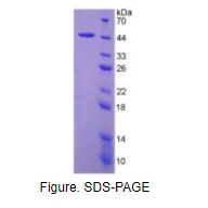 白介素4(IL4)重组蛋白（小鼠）