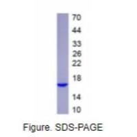 白介素4(IL4)重组蛋白（马）