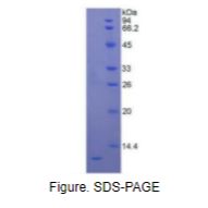 白介素8(IL8)重组蛋白