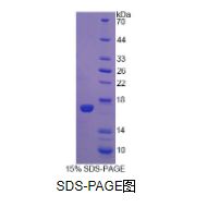 白介素5(IL5)重组蛋白（猪）