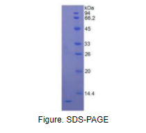 白介素8(IL8)重组蛋白
