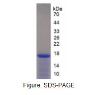 白介素2(IL2)重组蛋白（猪）