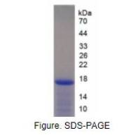白介素2(IL2)重组蛋白（猪）