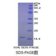 白介素8(IL8)重组蛋白（豚鼠）