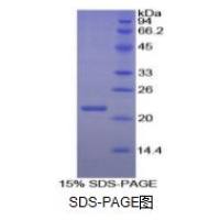 白介素2(IL2)重组蛋白（鸡）