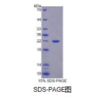 白介素1α(IL1a)重组蛋白(大鼠)