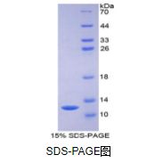 单核细胞趋化蛋白3(MCP3)重组蛋白（大鼠）