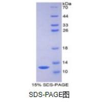 单核细胞趋化蛋白3(MCP3)重组蛋白（大鼠）