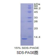 白介素8(IL8)重组蛋白（兔）