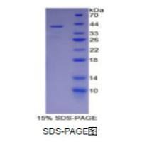 巨噬细胞来源趋化因子(MDC)重组蛋白(大鼠)