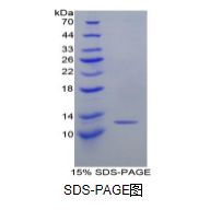 单核细胞趋化蛋白1(MCP1)重组蛋白（小鼠）