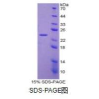 白血病抑制因子(LIF)重组蛋白（犬）