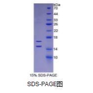 单核细胞趋化蛋白1(MCP1)重组蛋白（人）