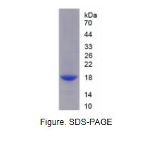 白介素9(IL9)重组蛋白（恒河猴）