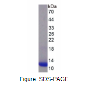 巨噬细胞来源趋化因子(MDC)重组蛋白(小鼠)