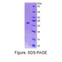 巨噬细胞集落刺激因子(MCSF)重组蛋白（小鼠）