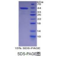 巨噬细胞来源趋化因子(MDC)重组蛋白（牛）