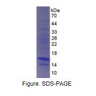 单核细胞趋化蛋白1(MCP1)重组蛋白（恒河猴）