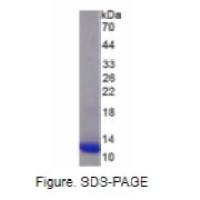 巨噬细胞来源趋化因子(MDC)重组蛋白(小鼠）