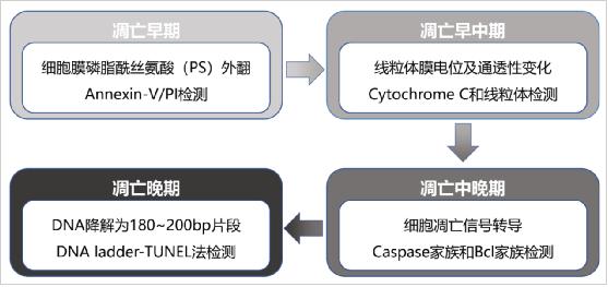 细胞凋亡系列产品