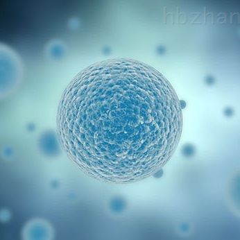 T24 人膀胱移行细胞癌细胞