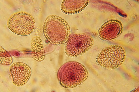 介绍细胞培育的一般过程