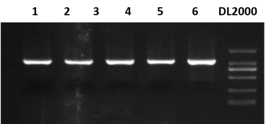 1.1×T3 Super PCR Mix/PAGE专用PCR