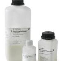 DEAE Sepharose FF阴离子交换层析树脂