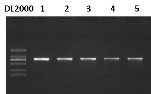 1.1×T3 Super PCR Mix/PAGE专用PCR