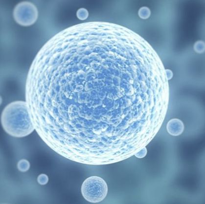 Hepa1-6 小鼠肝癌细胞