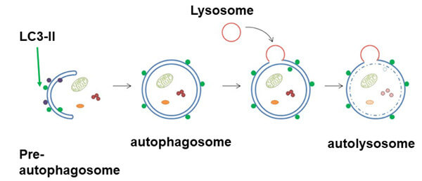 Cell Biolabs细胞自噬ELISA检测试剂盒