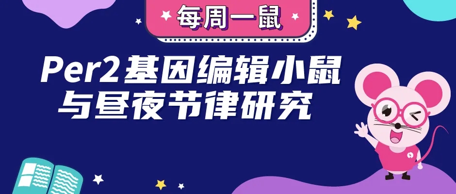 Per2基因敲除小鼠与昼夜节律研究