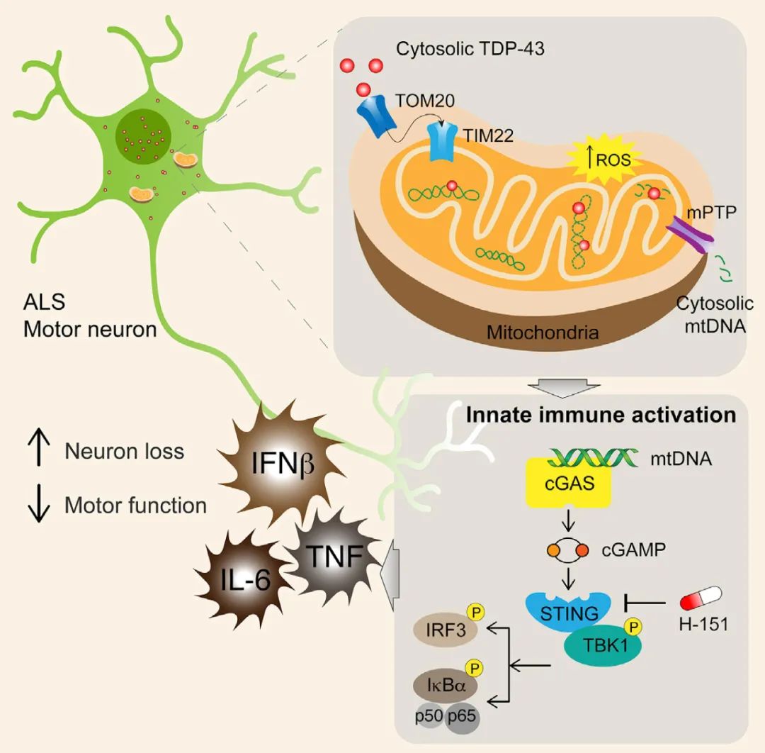 MCE 靶向 cGASSTING 通路或可治疗渐冻症_公司新闻_丁香通