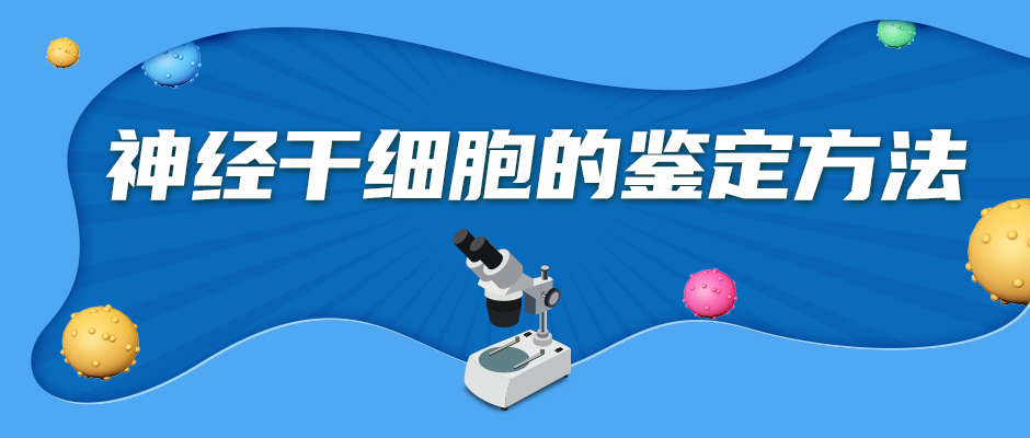 神经干细胞的鉴定方法