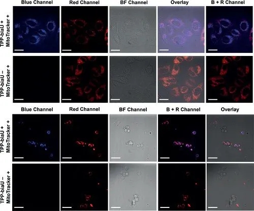 生物传感器设计的新思路