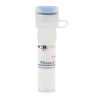 RNase A (100mg/ml, DNase free)