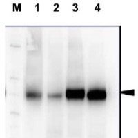H+ATPase | Plasma membrane H+ATPase (rabbit