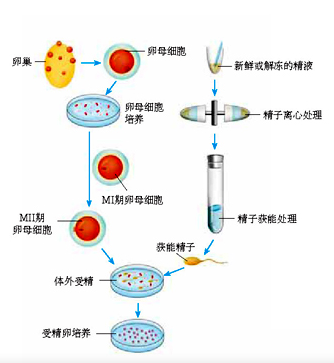 基因编辑动物净化之——体外受精篇