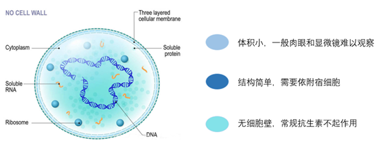 遇到支原体污染，如何挽救您无比珍贵的细胞？