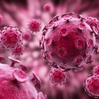 HT Media Supplement(50×)