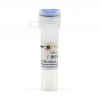 广谱非限制性核酸酶(≥250 units/uL, ≥80%, Reagent grade)