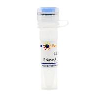 RNase A (100mg/ml)