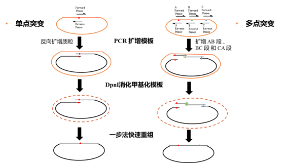 （单/多）定点突变随心变